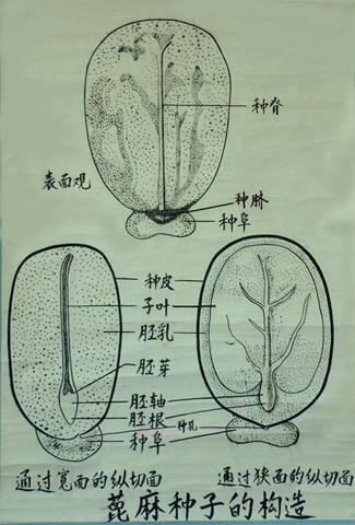 种子的构造