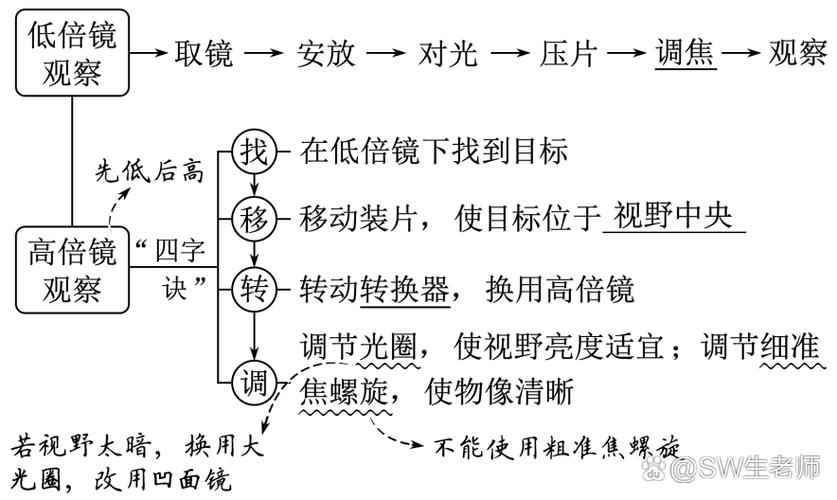 显微镜的放大倍数
