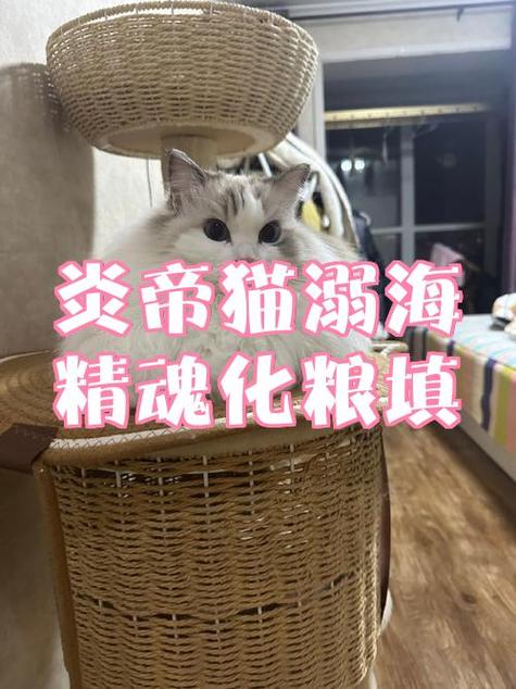 然猫网有人赚钱了吗