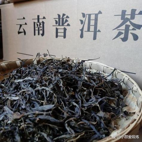 普洱茶属于哪类茶