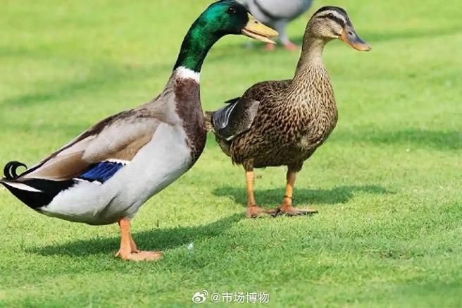 青头鸭和水鸭哪个营养好截图