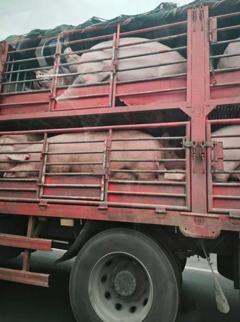 拉猪啦生猪供求信息平台下载