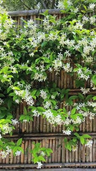 风车茉莉爬藤