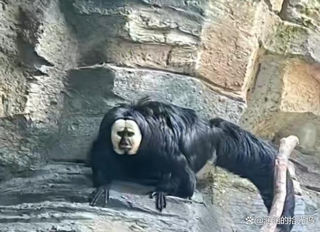 哀牢山人面熊