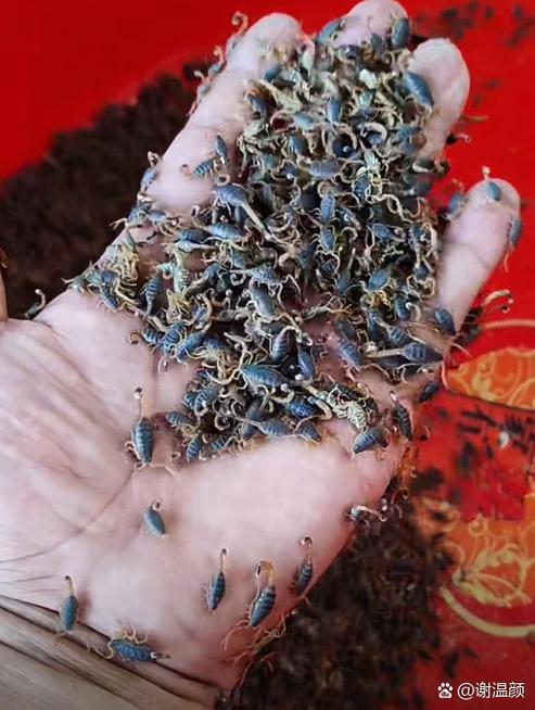 专吃蝎子的动物叫啥