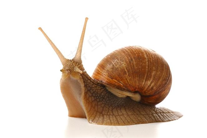 蜗牛几个触角