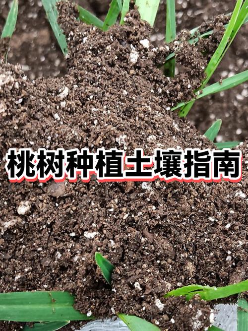 老桃树刨了还能种桃树吗