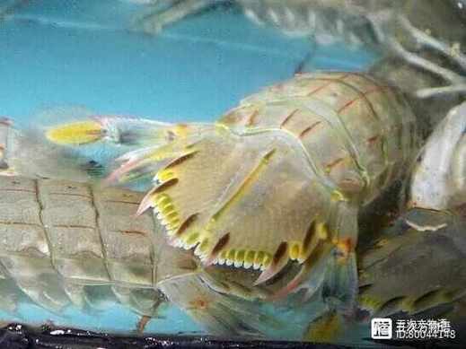 青岛人俗称的虾虎是什么
