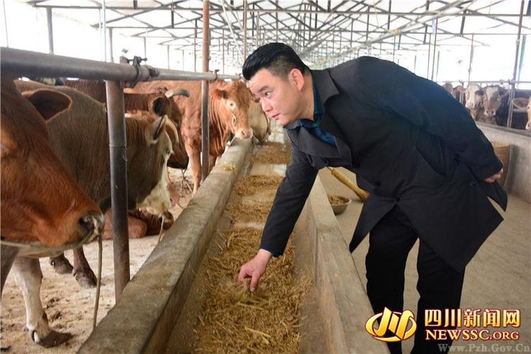 中国养牛第一人
