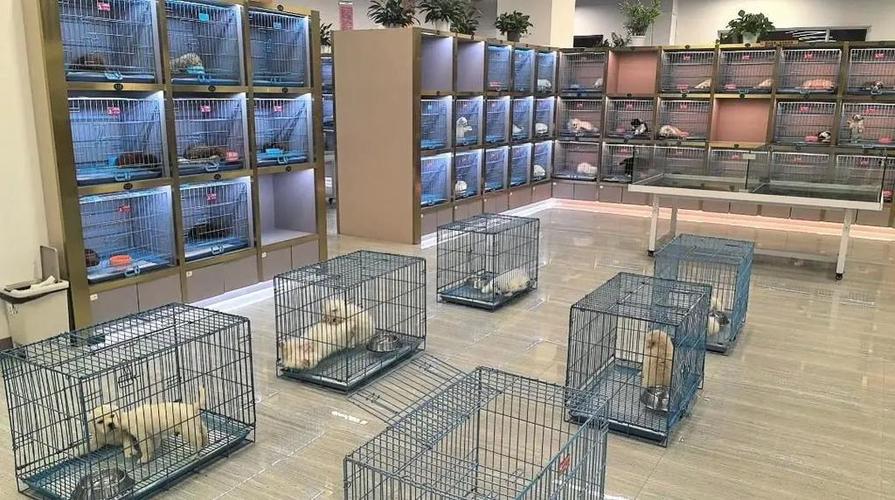 宠物市场