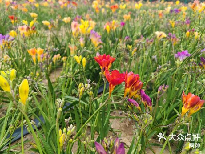 花海app改名叫啥了啊