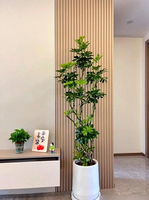客厅最旺三种绿植