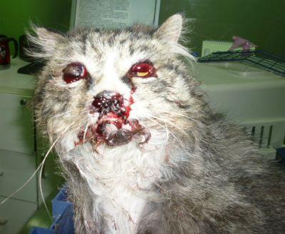 猫被打的快死的表现