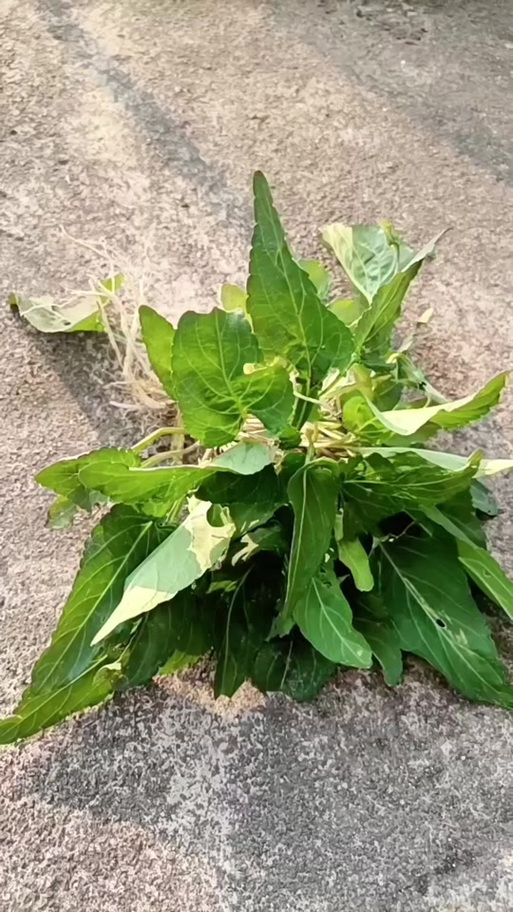 犁头草全草图片