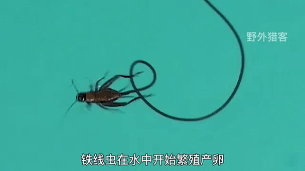 寄生虫斗蛐蛐