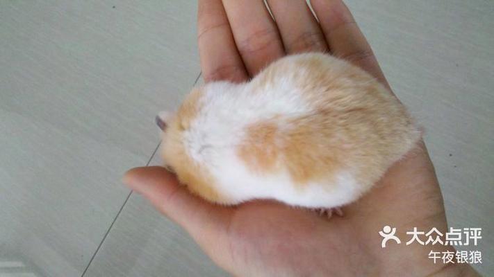 狂犬病会让金丝熊睁不开眼睛吗