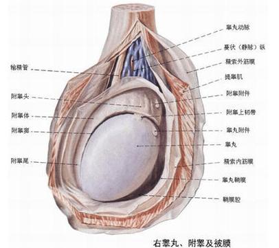 男性睾丸内部-生理结构图缩略图