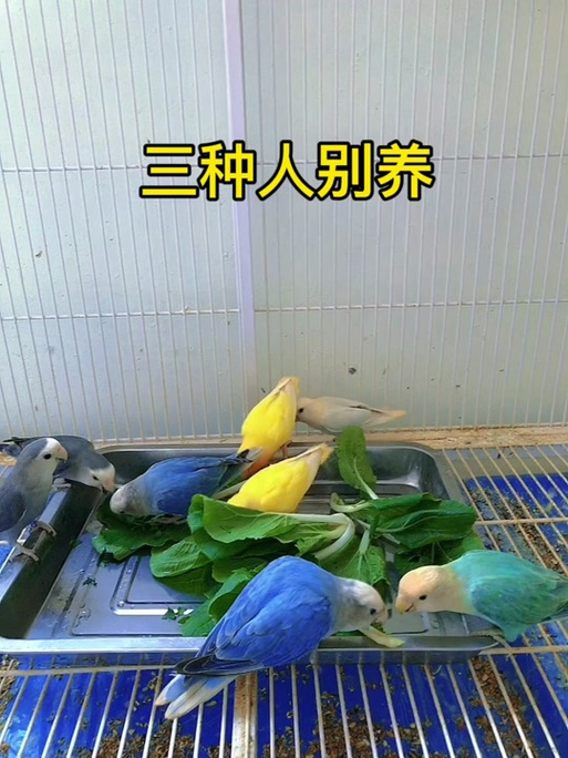 牡丹鹦鹉最旺三种人缩略图