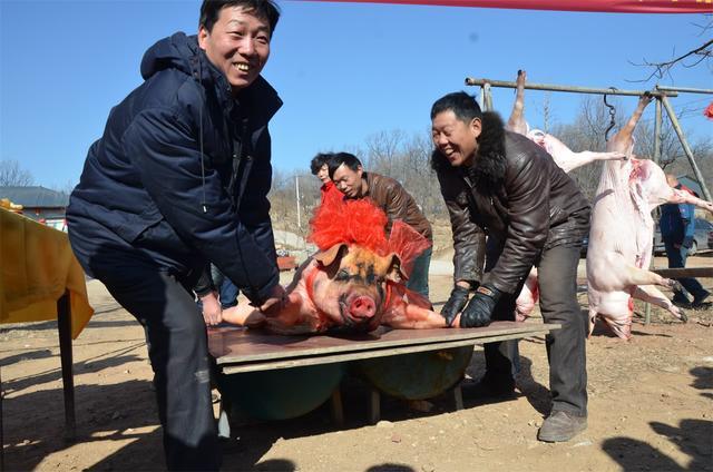 广西抢猪活动