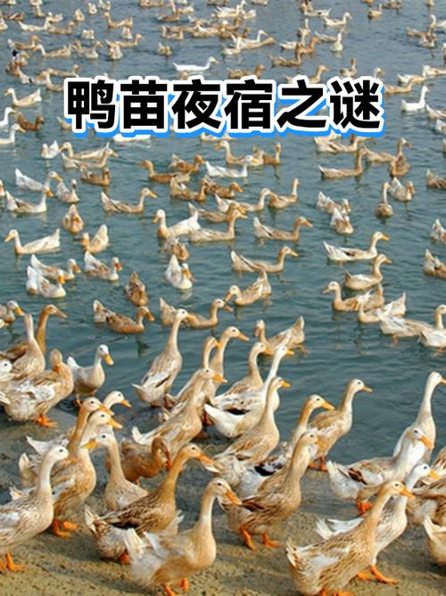 鸭子晚上为什么不上岸