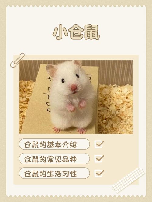 主人不在家仓鼠会想念吗