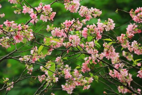 本土樱花品种