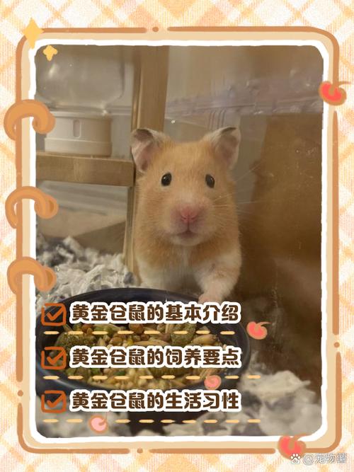 1000金仓鼠是多少人民币