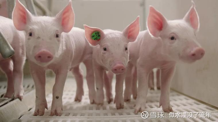 大家来养猪体现在哪里