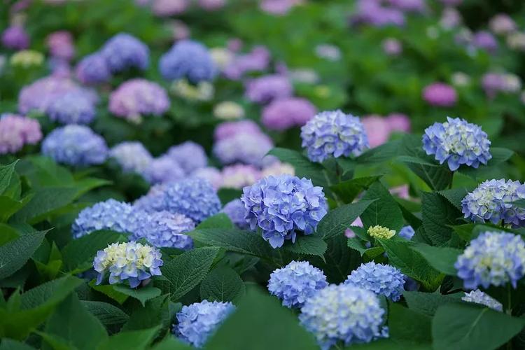 紫阳花是什么花