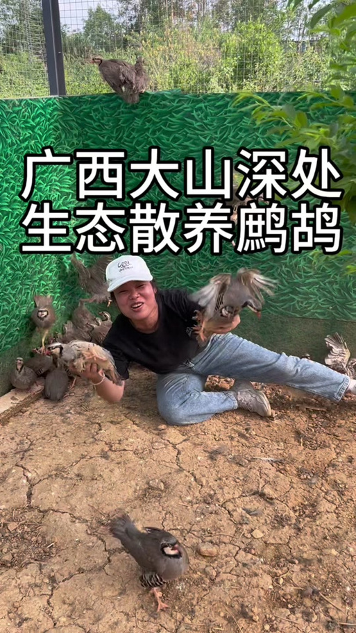 呱呱鸡为何不建议养殖