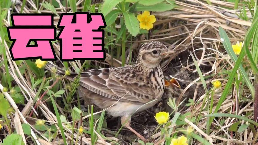 云雀视频