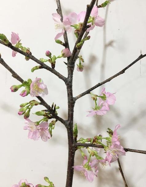 樱花可以扦插吗