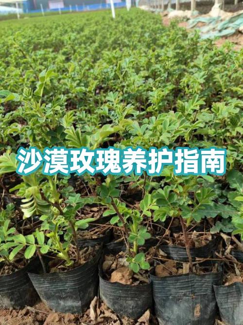 沙漠玫瑰光剩根能活吗