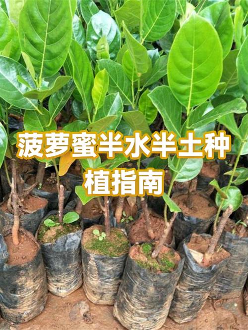 菠萝蜜肉有点硬是没熟吗