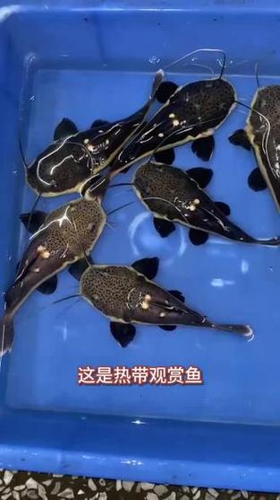 为什么短身招财猫鱼贵