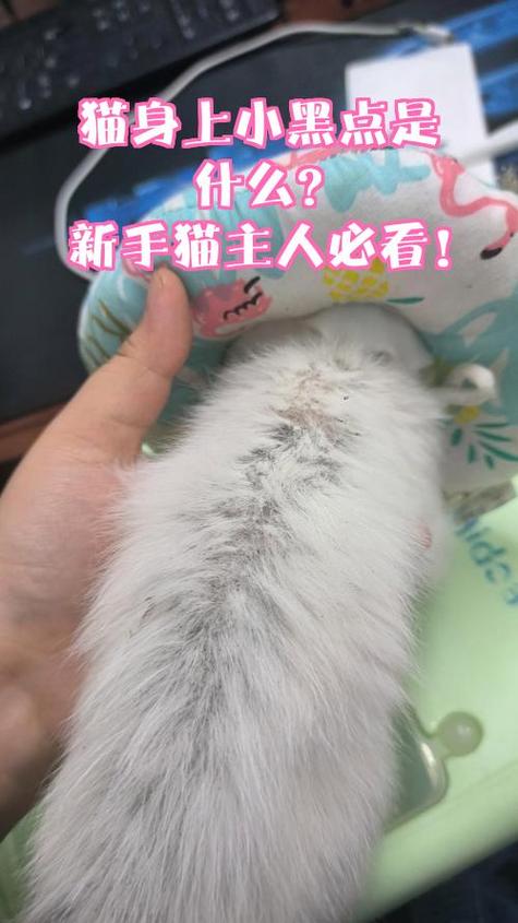 链猫是什么情况