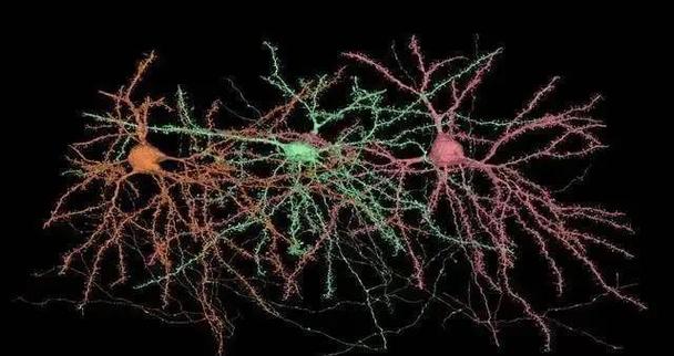 人脑思维量子模式