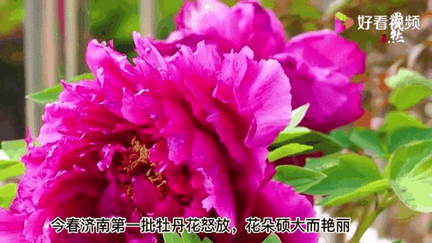 牡丹视频缩略图