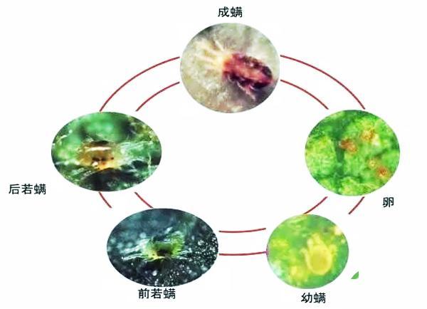 蜘蛛的繁殖方式