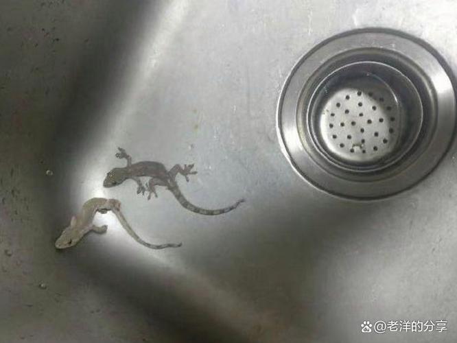 壁虎看看APP在哪下载