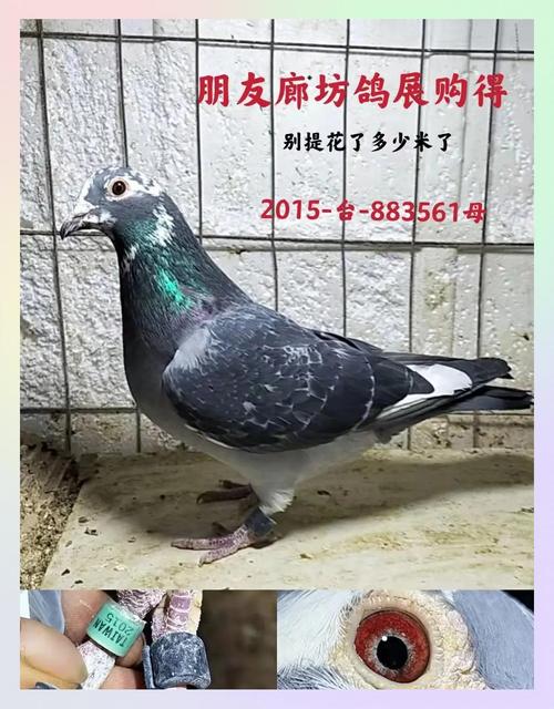 台湾赛鸽风云最长视频