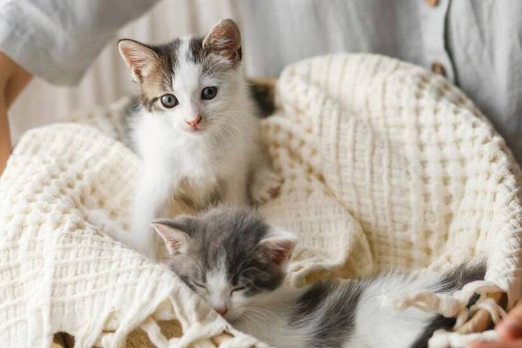 母猫叼小猫换窝预示着什么