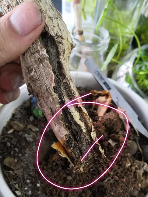 砍掉的树根多久腐烂