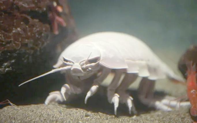 巨型深海大虱能吃吗