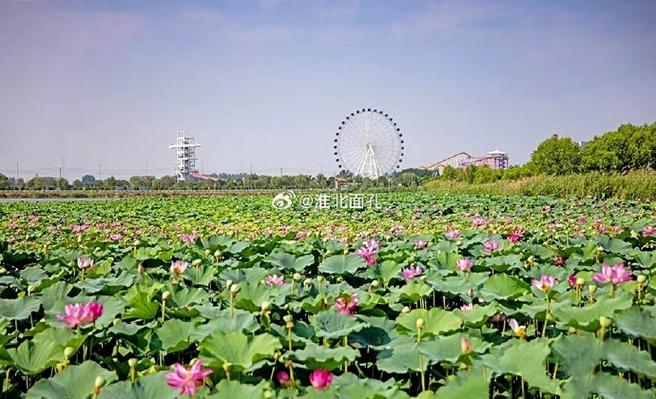 百荷园荷花基地