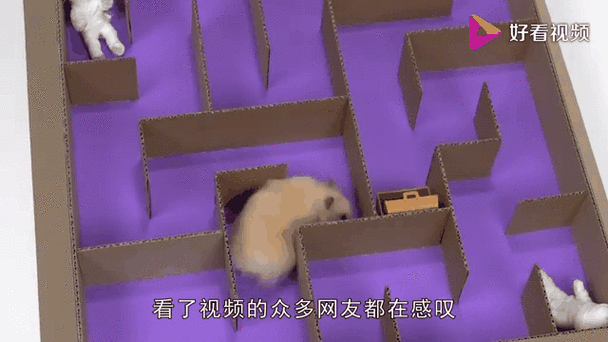 小仓鼠走金字塔迷宫缩略图