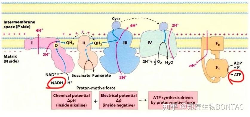 线粒体素的三大作用