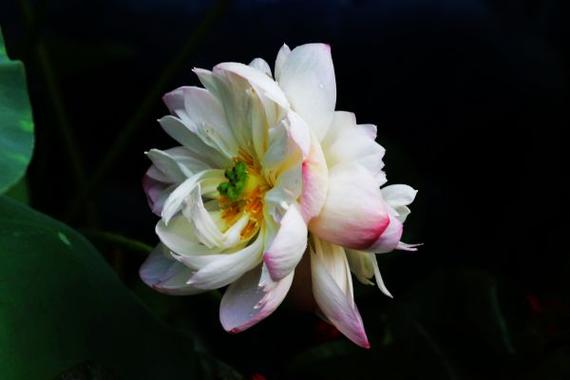 并蒂莲盆栽怎么养