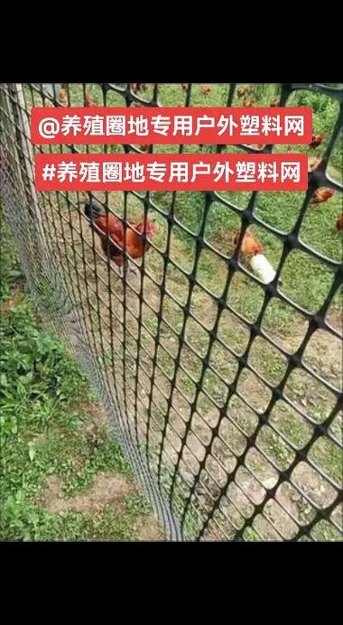 养鸡网