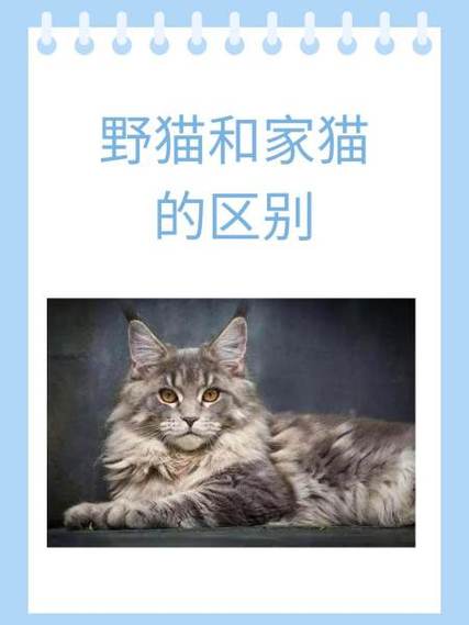 怎么判断野猫家猫